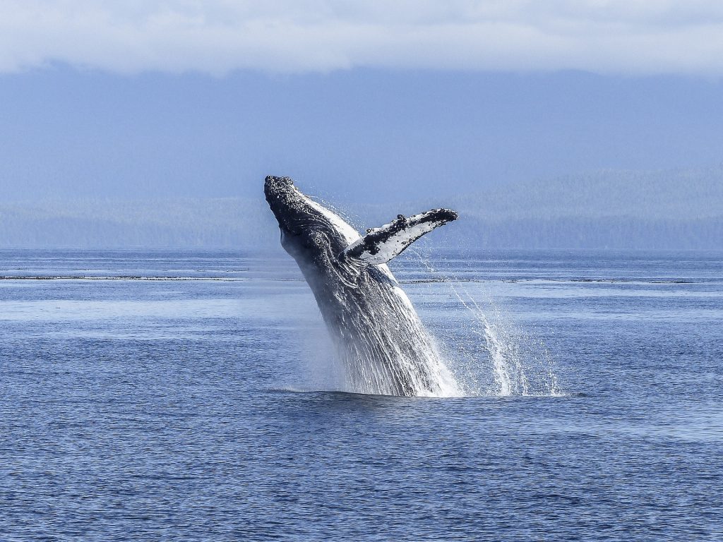 whale breaching the ocean